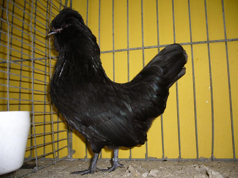 Hannover 2008 042.jpg - Watermaalsche Bartzwerge schwarz von Bernhard Baumeister  Preis V97 BB